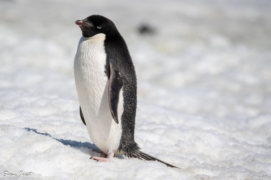 PLA27-26, Day 14, DSC_3734.jpg © Sven Joest - Oceanwide Expeditions.jpg