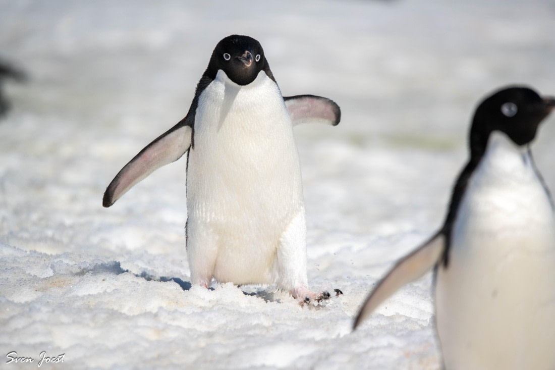 PLA27-26, Day 14, DSC_3747.jpg © Sven Joest - Oceanwide Expeditions.jpg