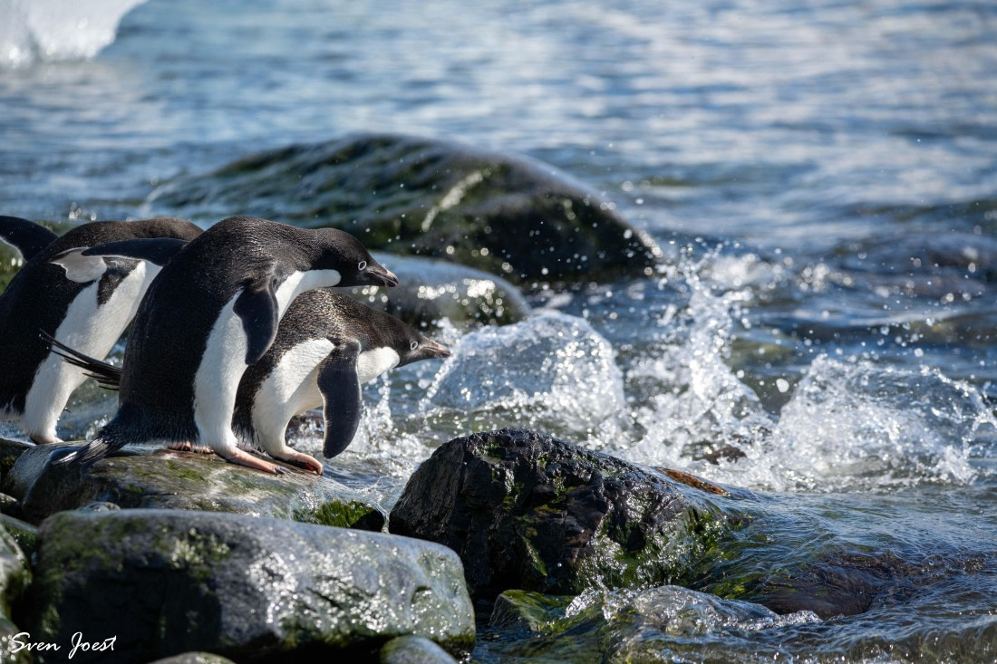 PLA27-26, Day 14, DSC_3826.jpg © Sven Joest - Oceanwide Expeditions.jpg