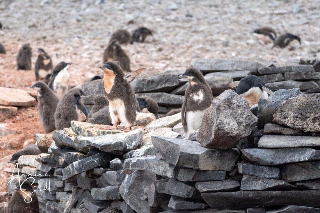 PLA27-26, Day 15, DSC05553.jpg © Annina Scholl - Oceanwide Expeditions.jpg