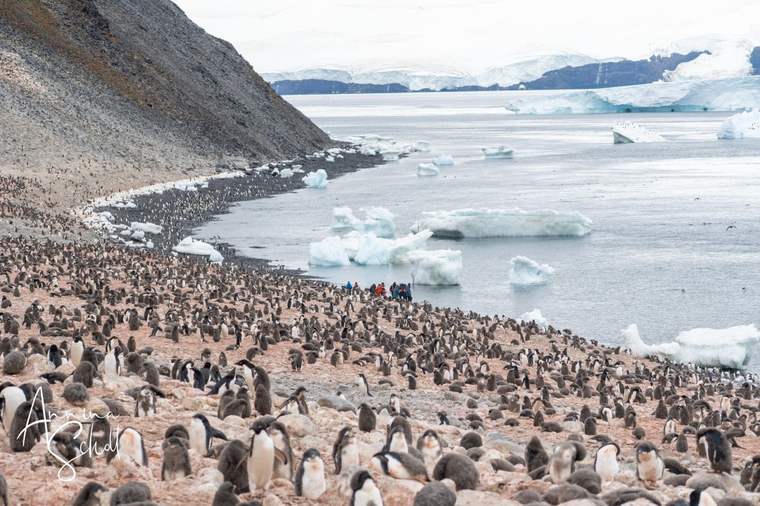 PLA27-26, Day 15, DSC05653.jpg © Annina Scholl - Oceanwide Expeditions.jpg