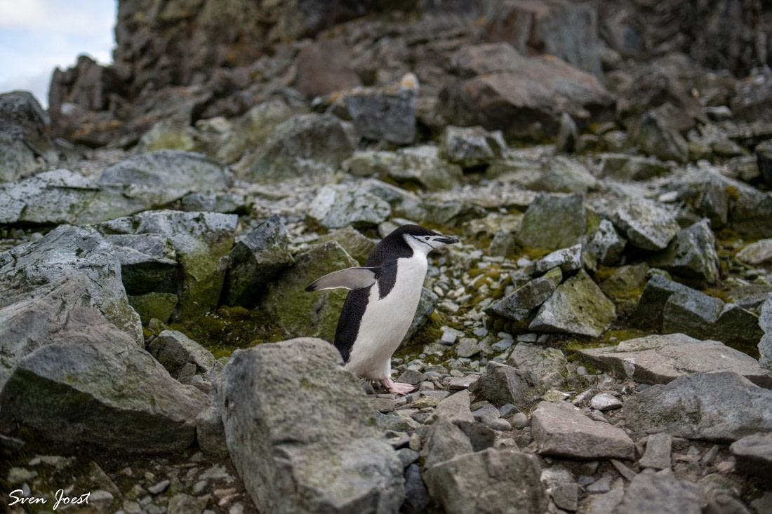 PLA27-26, Day 16, DSC_4437.jpg © Sven Joest - Oceanwide Expeditions.jpg