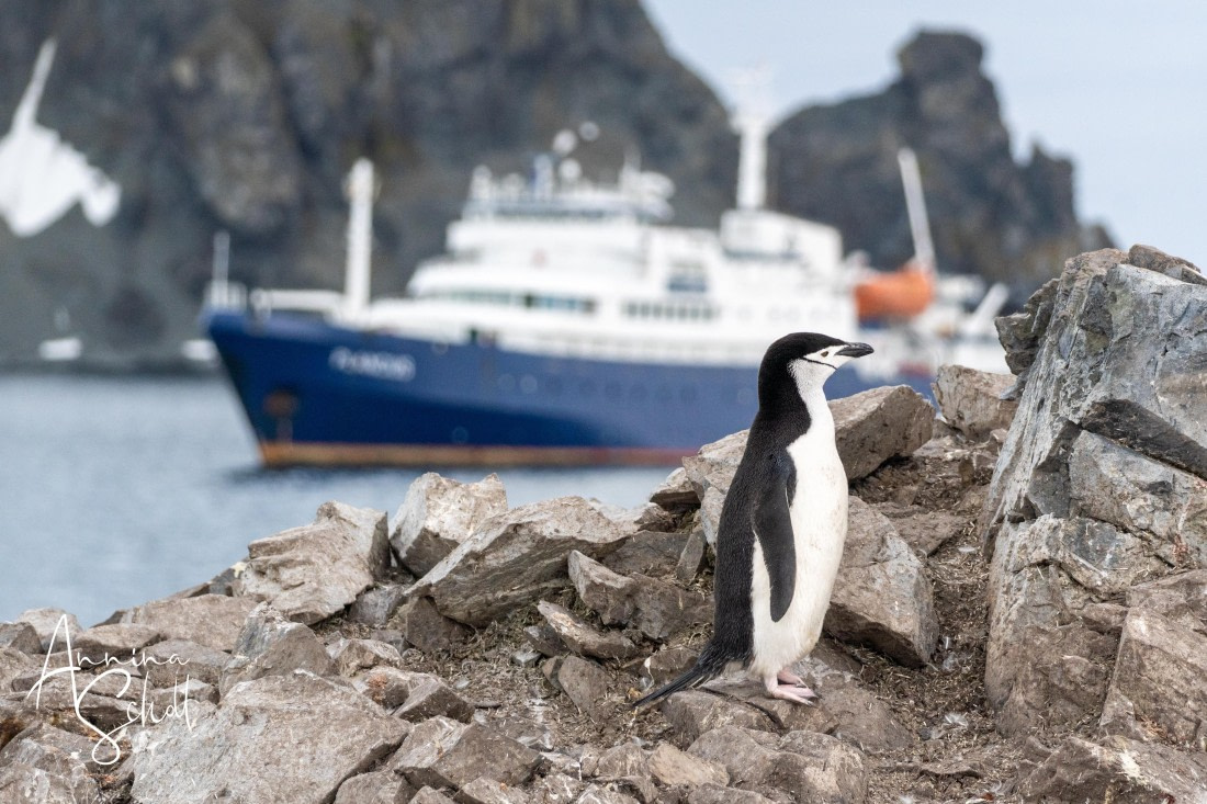 PLA27-26, Day 16, DSC06237.jpg © Annina Scholl - Oceanwide Expeditions.jpg