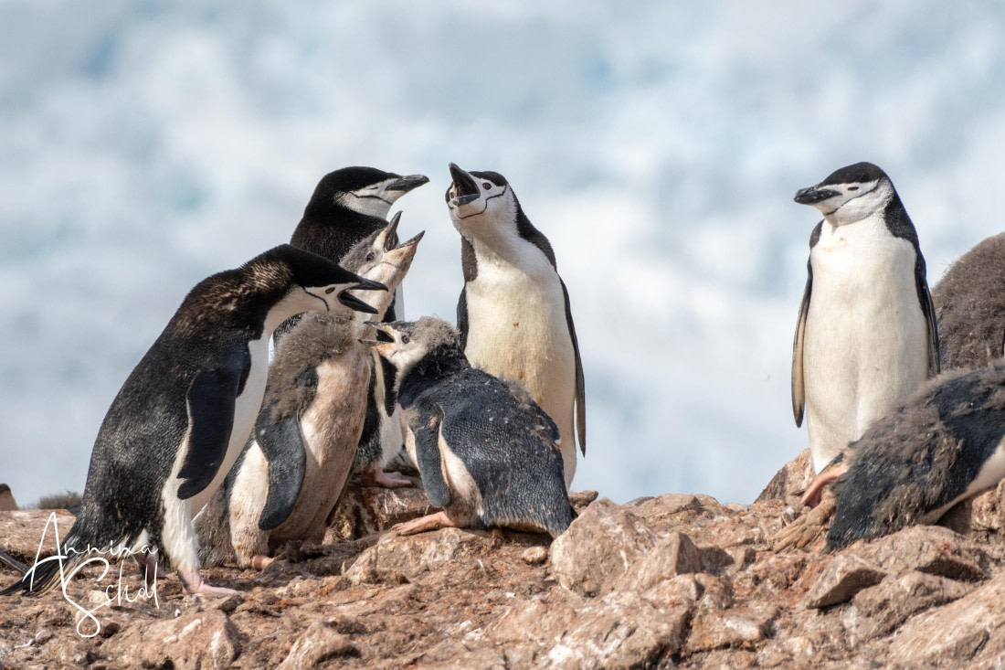 PLA27-26, Day 16, DSC06280.jpg © Annina Scholl - Oceanwide Expeditions.jpg