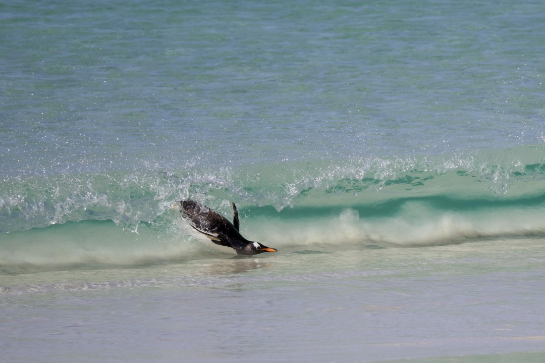 surfing penguin