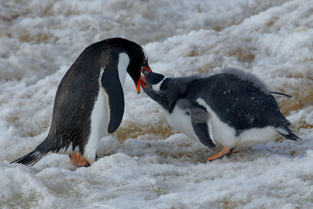 Feeding krill mouth-to-mouth to the little penguin