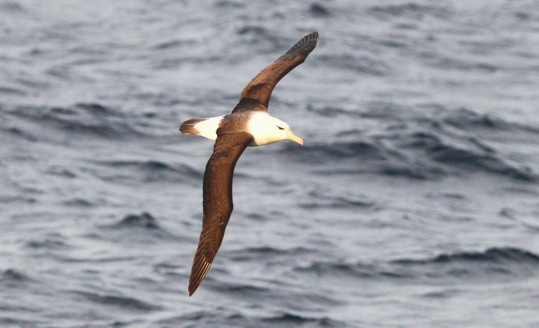 HDS28-26, Day 2, IMG_9886.JPG © Unknown photographer - Oceanwide Expeditions.JPG