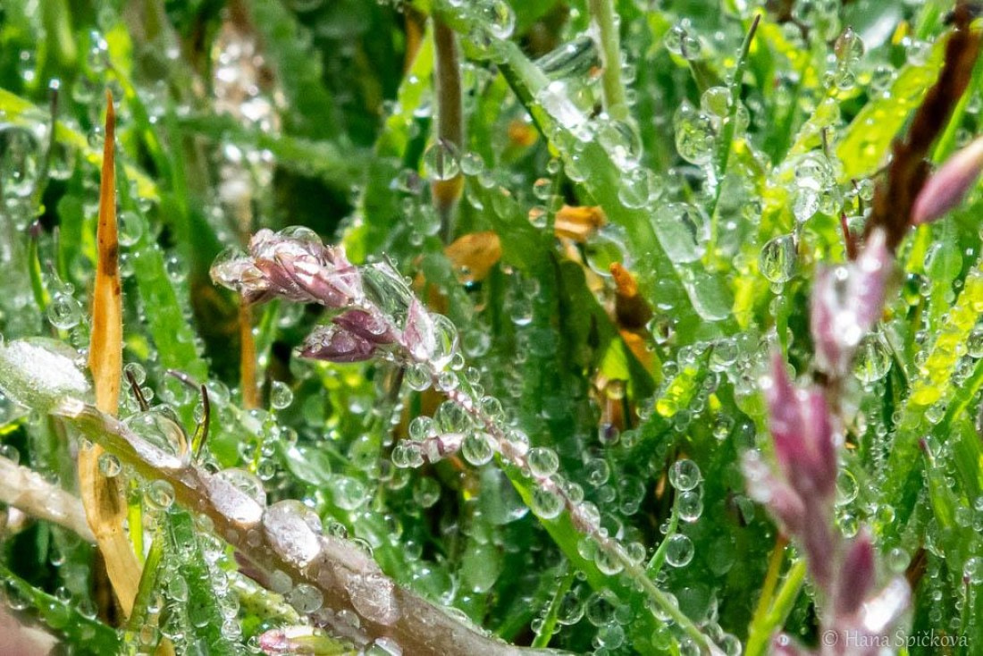 HDS28-26, Day 3, _DSC9282 Hana (4).jpg © Hana Spickova - Oceanwide Expeditions.jpg