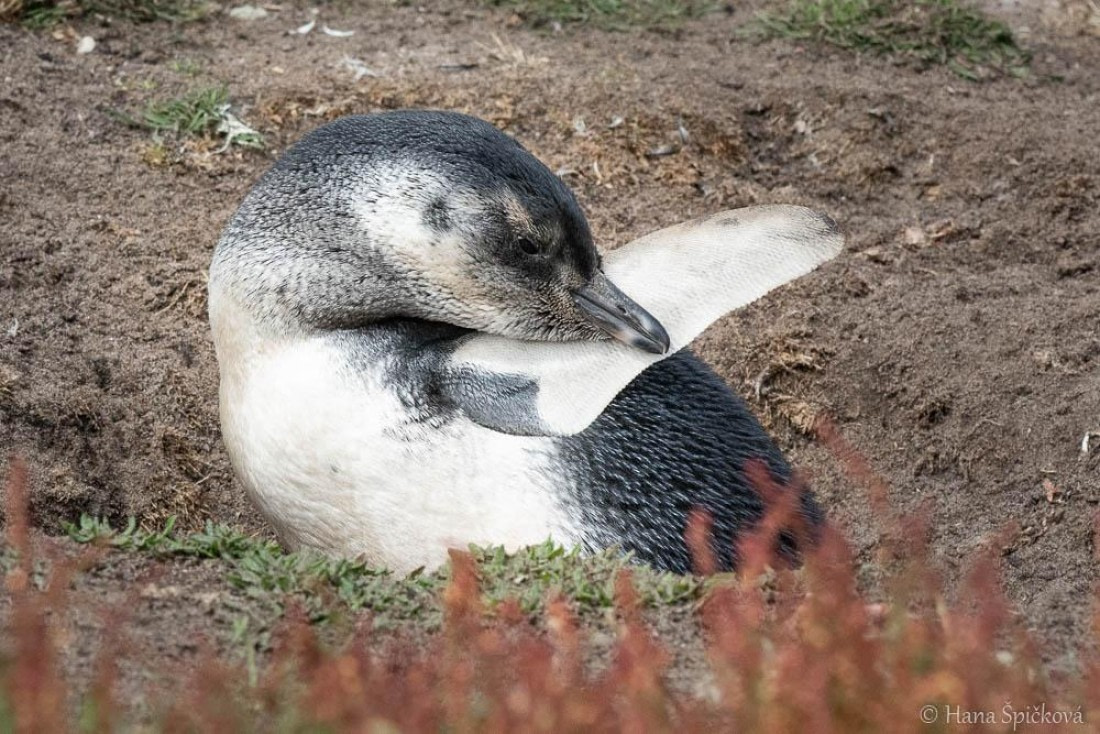 HDS28-26, Day 3, _DSC9282 Hana (5).jpg © Hana Spickova - Oceanwide Expeditions.jpg