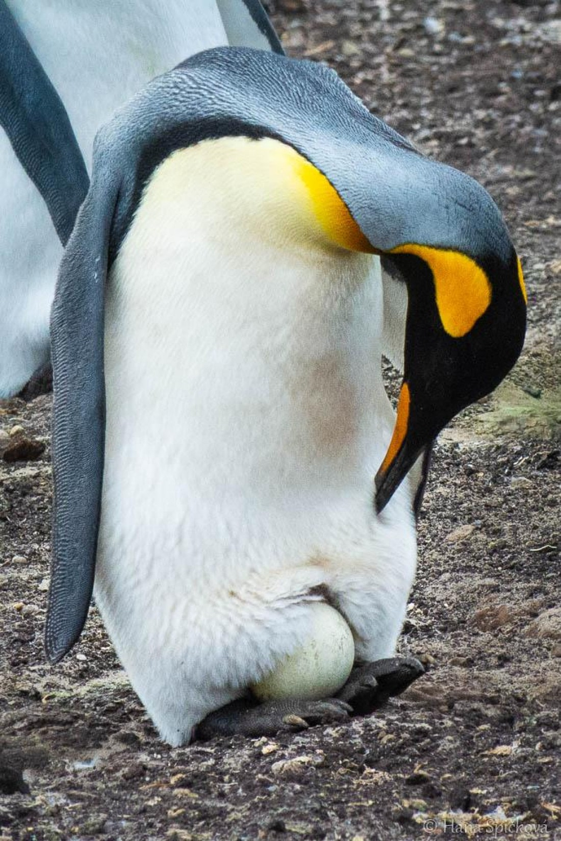 HDS28-26, Day 3, _DSC9282 Hana (13).jpg © Hana Spickova - Oceanwide Expeditions.jpg