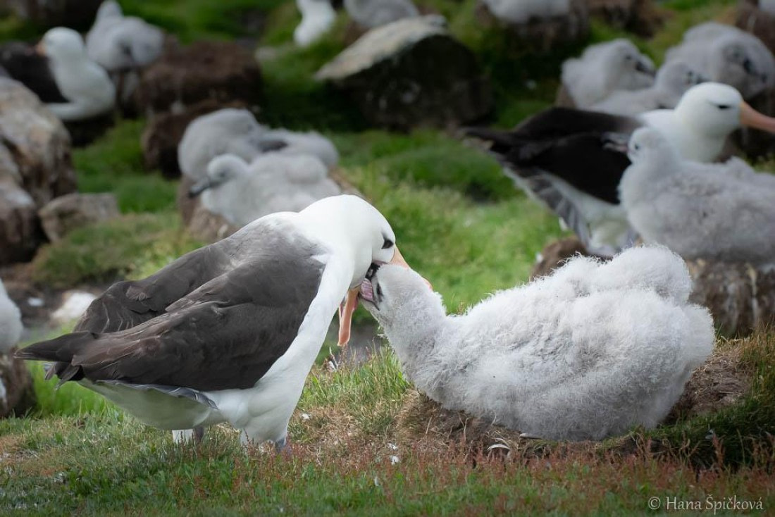 HDS28-26, Day 3, _DSC9282 Hana (18).jpg © Hana Spickova - Oceanwide Expeditions.jpg