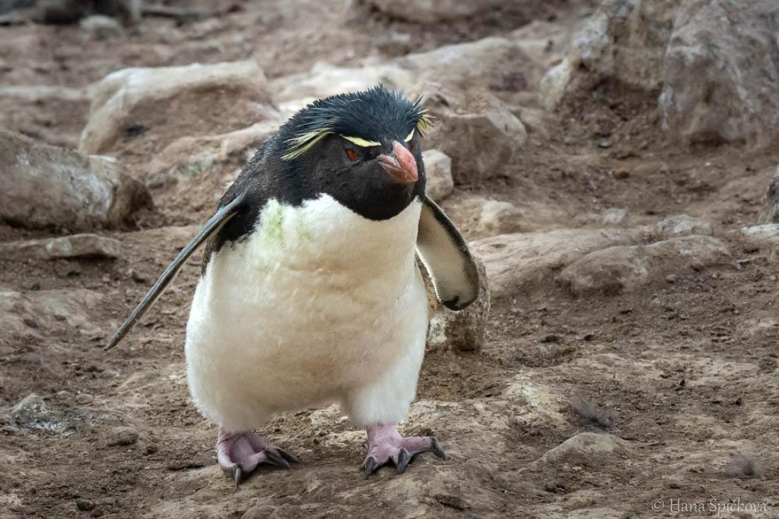 HDS28-26, Day 3, _DSC9282 Hana (22).jpg © Hana Spickova - Oceanwide Expeditions.jpg