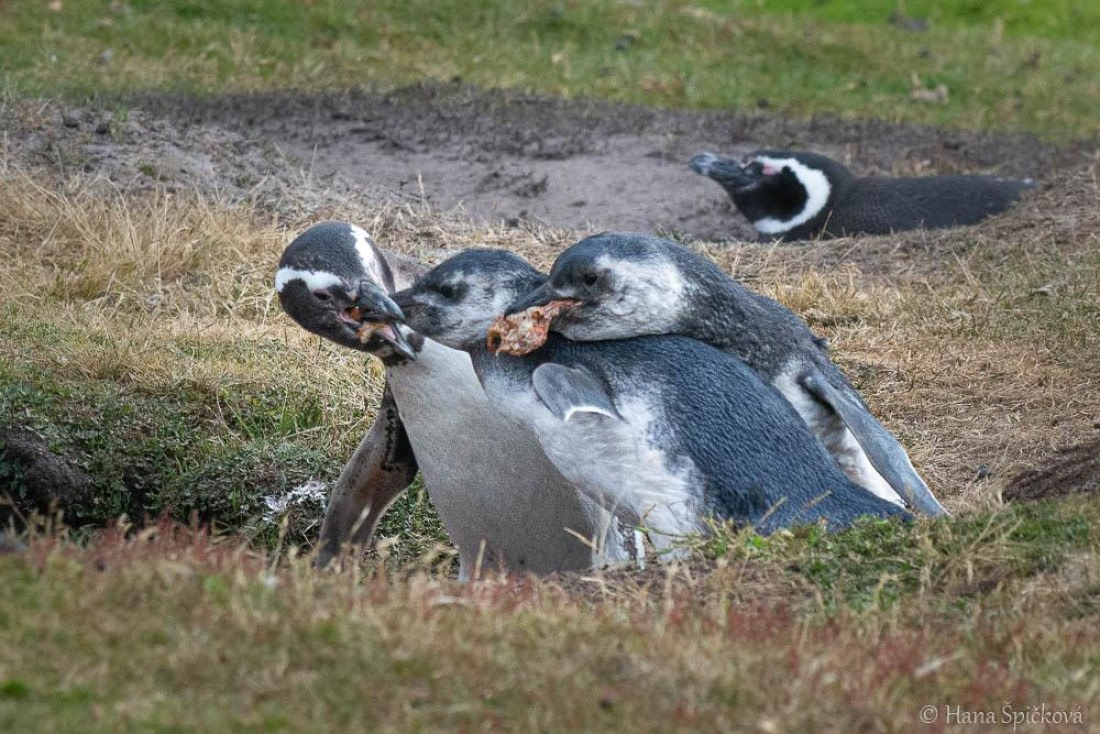 HDS28-26, Day 3, _DSC9282 Hana (26).jpg © Hana Spickova - Oceanwide Expeditions.jpg