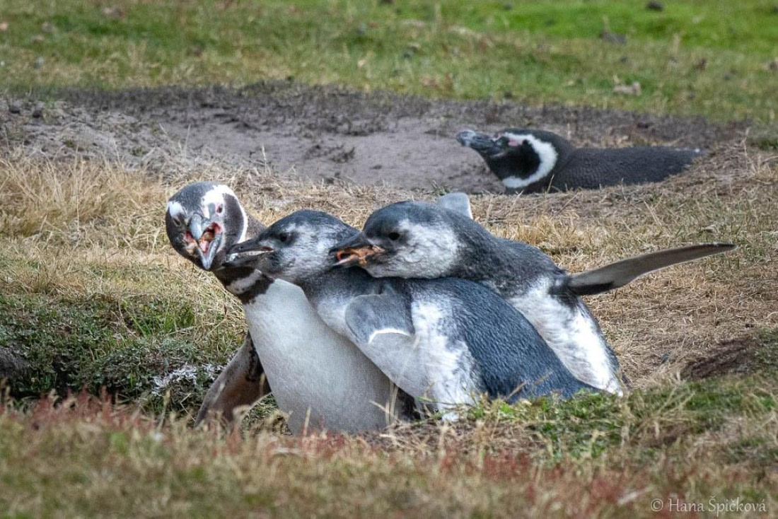 HDS28-26, Day 3, _DSC9282 Hana (27).jpg © Hana Spickova - Oceanwide Expeditions.jpg