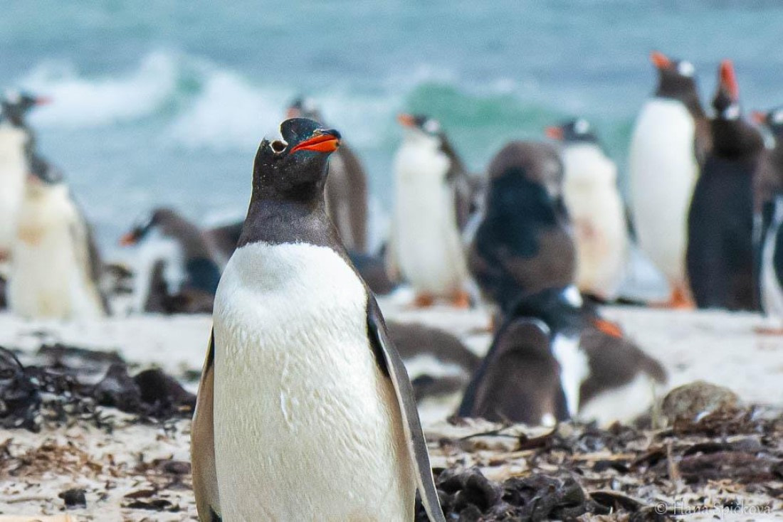HDS28-26, Day 3, _DSC9282 Hana (29).jpg © Hana Spickova - Oceanwide Expeditions.jpg