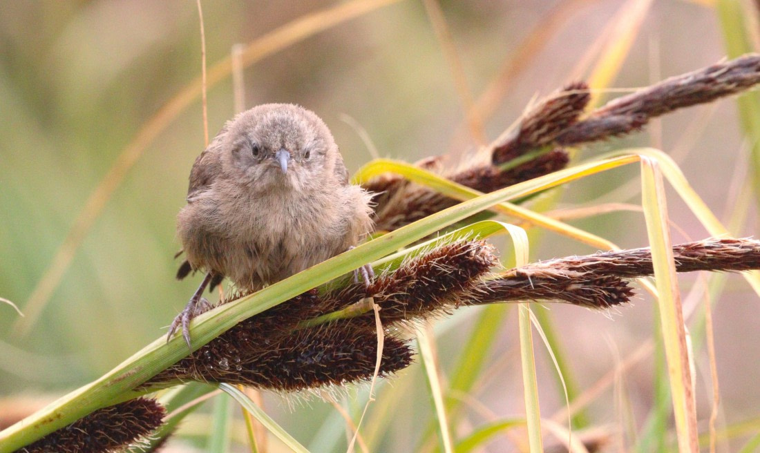 HDS28-26, Day 3, IMG_0038.JPG © Unknown photographer - Oceanwide Expeditions.JPG