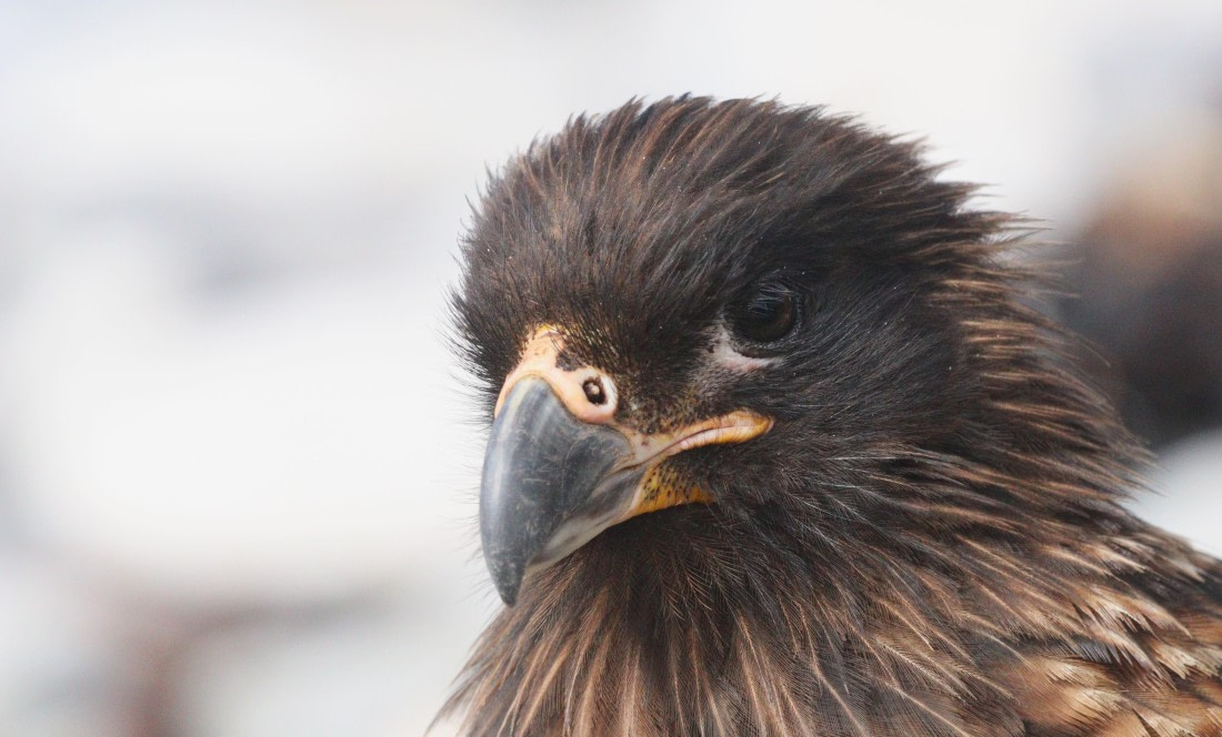 HDS28-26, Day 3, IMG_0113.JPG © Unknown photographer - Oceanwide Expeditions.JPG