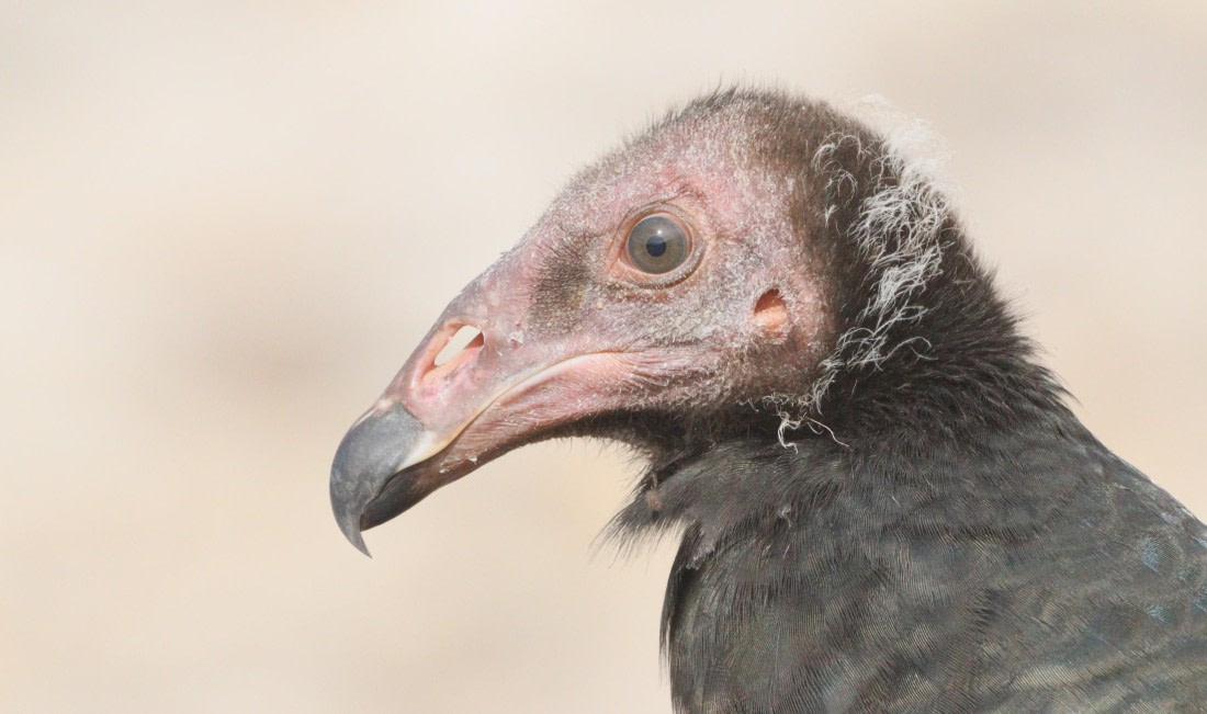 HDS28-26, Day 3, IMG_0135.JPG © Unknown photographer - Oceanwide Expeditions.JPG