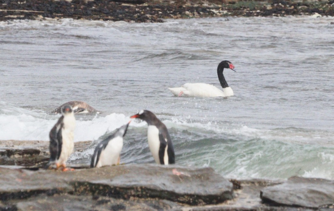 HDS28-26, Day 3, IMG_0143.JPG © Unknown photographer - Oceanwide Expeditions.JPG