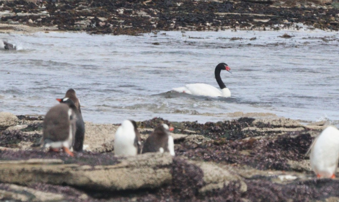 HDS28-26, Day 3, IMG_0168.JPG © Unknown photographer - Oceanwide Expeditions.JPG