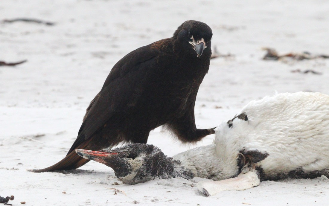 HDS28-26, Day 3, IMG_0225.JPG © Unknown photographer - Oceanwide Expeditions.JPG