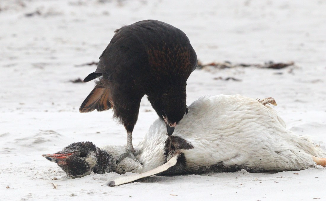 HDS28-26, Day 3, IMG_0239.JPG © Unknown photographer - Oceanwide Expeditions.JPG