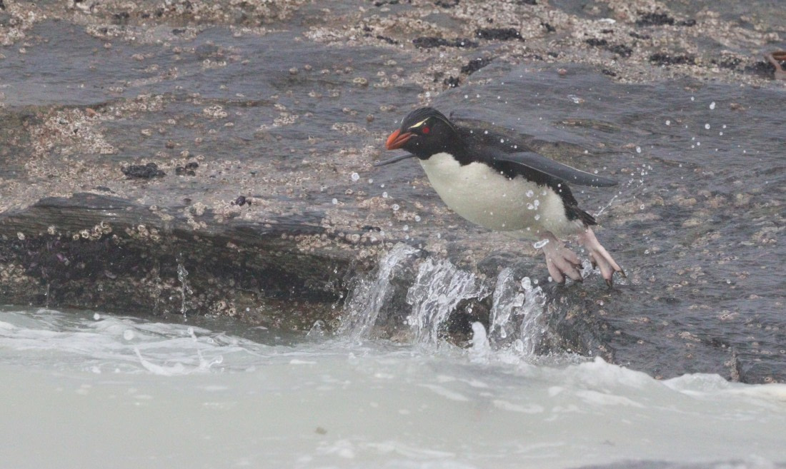 HDS28-26, Day 3, IMG_0283.JPG © Unknown photographer - Oceanwide Expeditions.JPG