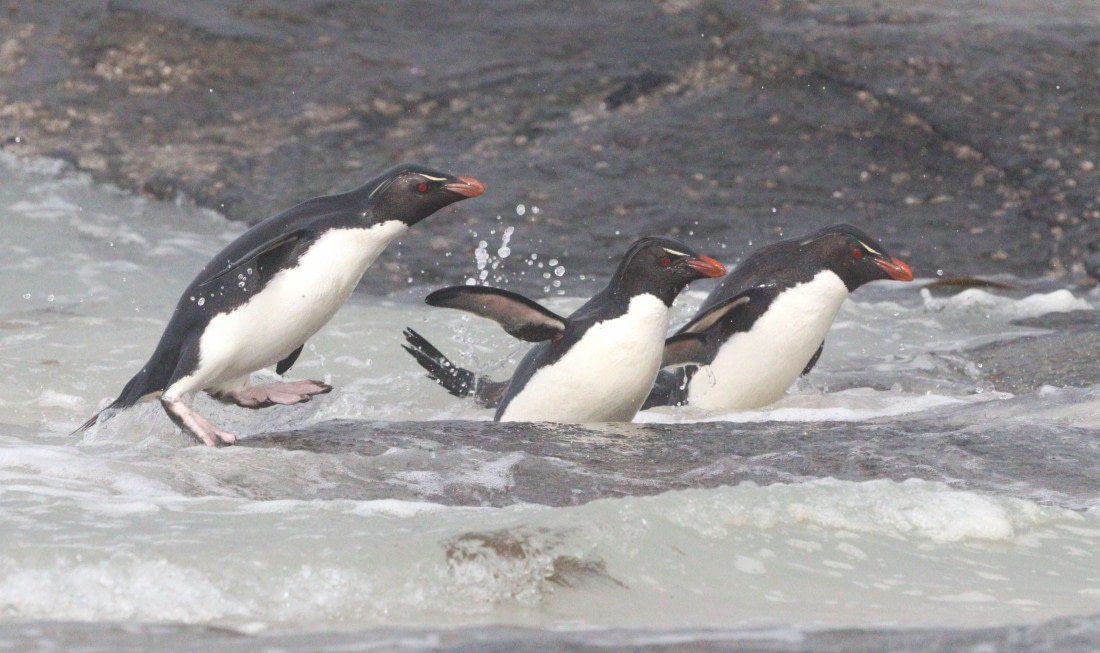 HDS28-26, Day 3, IMG_0287.JPG © Unknown photographer - Oceanwide Expeditions.JPG