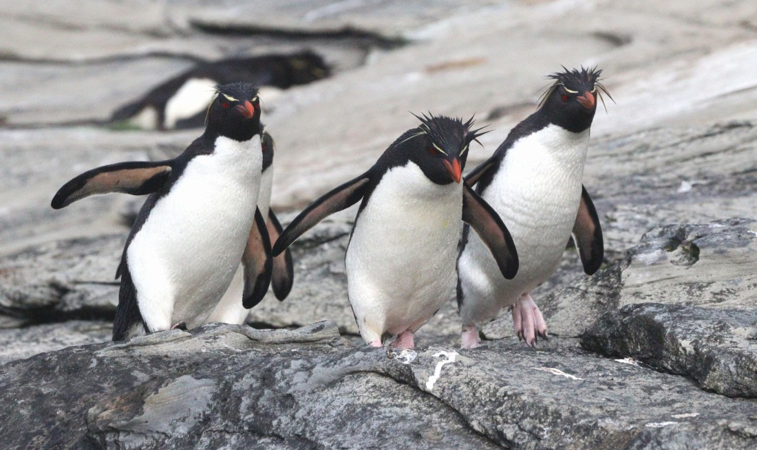 HDS28-26, Day 3, IMG_0298.JPG © Unknown photographer - Oceanwide Expeditions.JPG