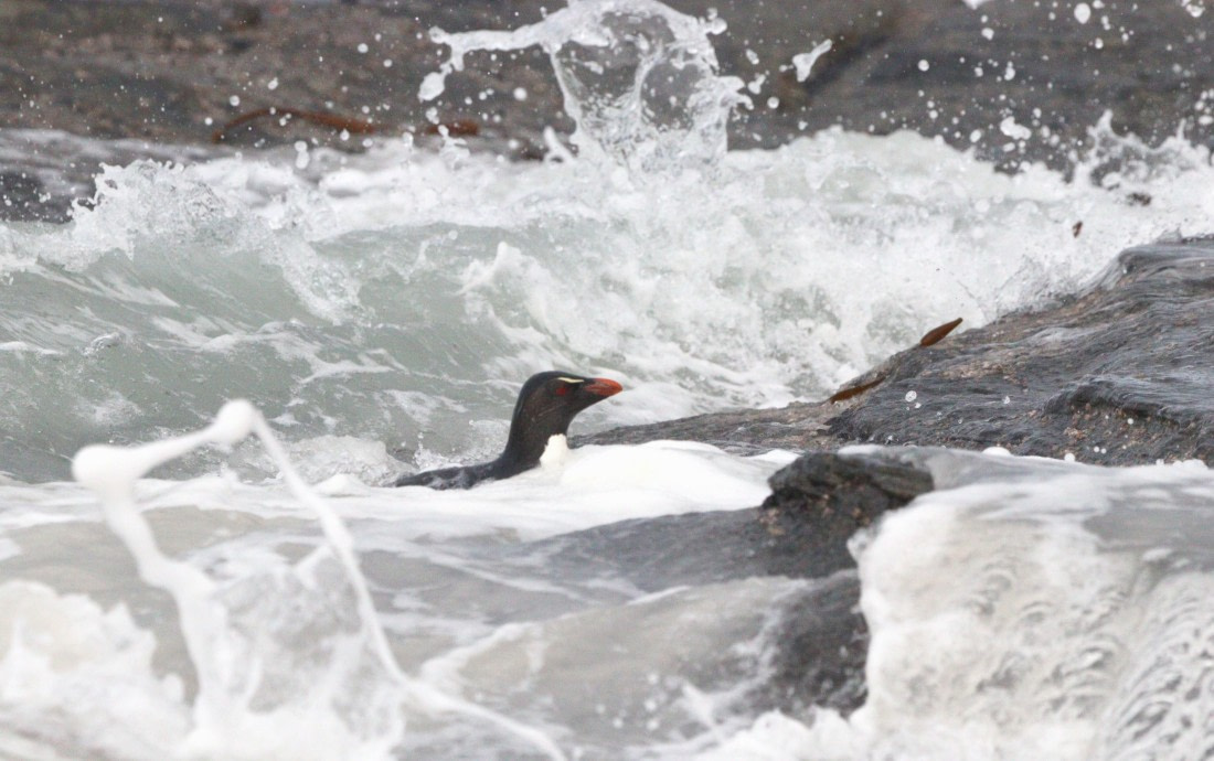 HDS28-26, Day 3, IMG_0330.JPG © Unknown photographer - Oceanwide Expeditions.JPG