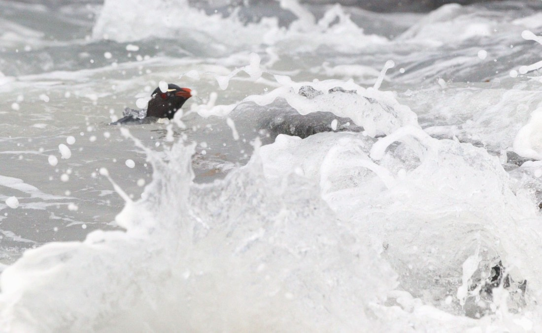 HDS28-26, Day 3, IMG_0334.JPG © Unknown photographer - Oceanwide Expeditions.JPG