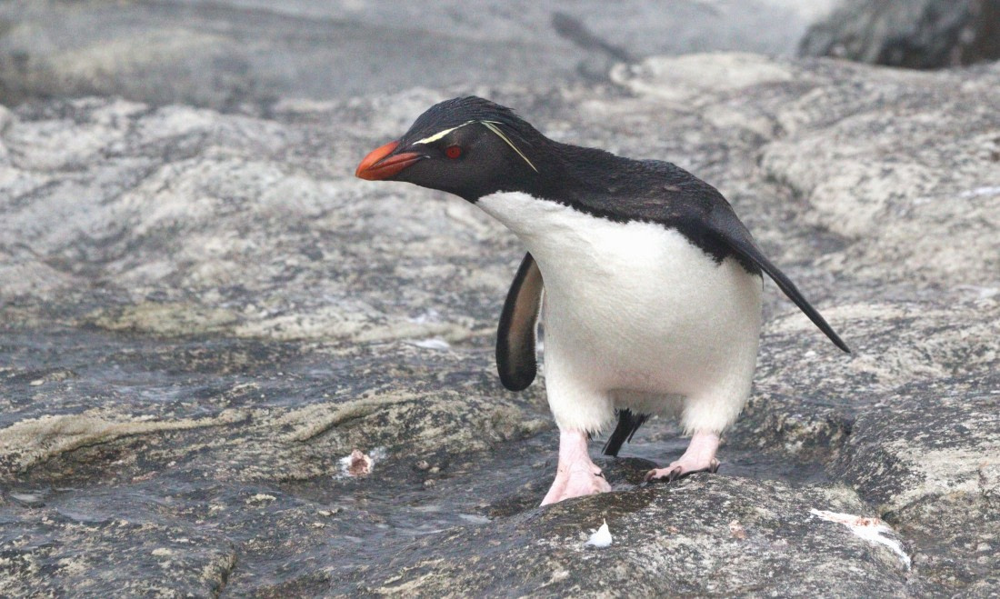 HDS28-26, Day 3, IMG_0356.JPG © Unknown photographer - Oceanwide Expeditions.JPG