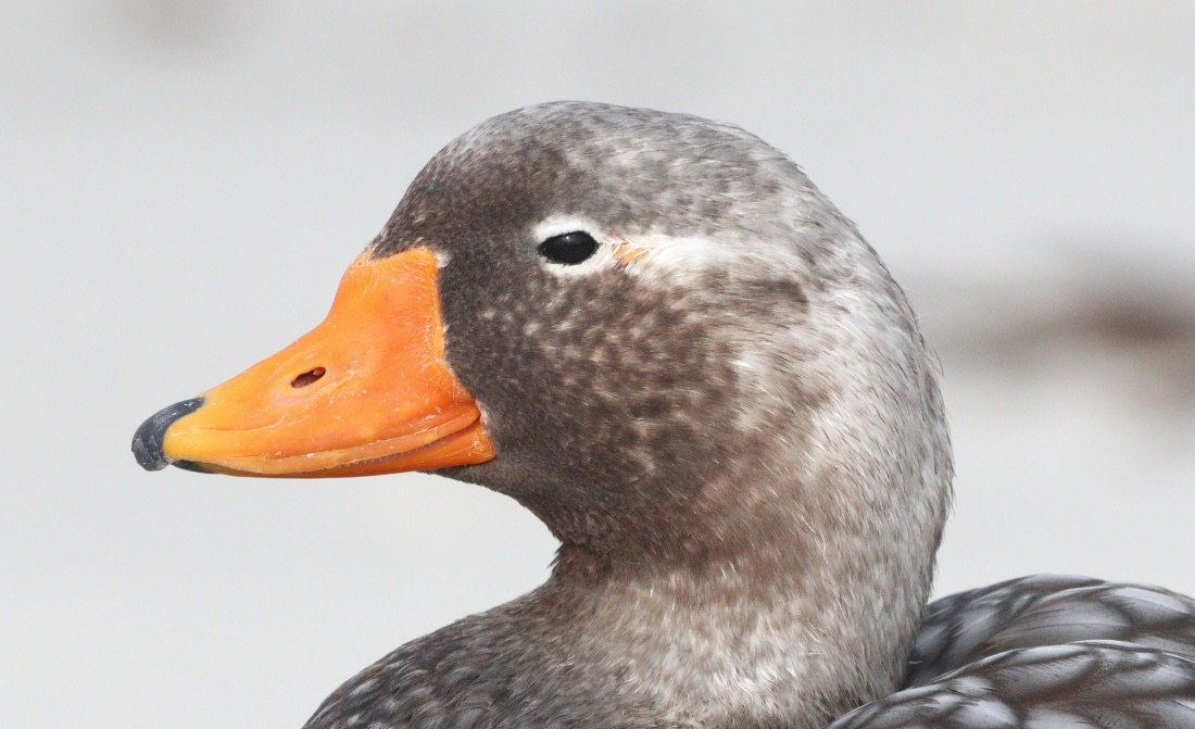 HDS28-26, Day 3, IMG_0388.JPG © Unknown photographer - Oceanwide Expeditions.JPG