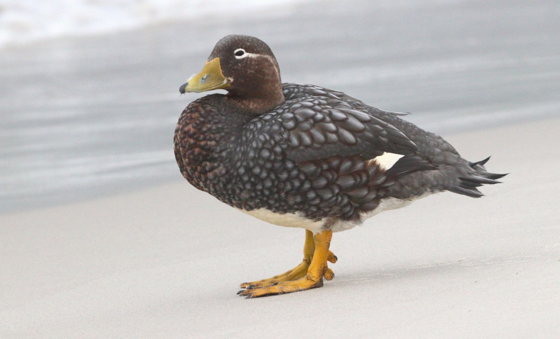 HDS28-26, Day 3, IMG_9902.JPG © Unknown photographer - Oceanwide Expeditions.JPG