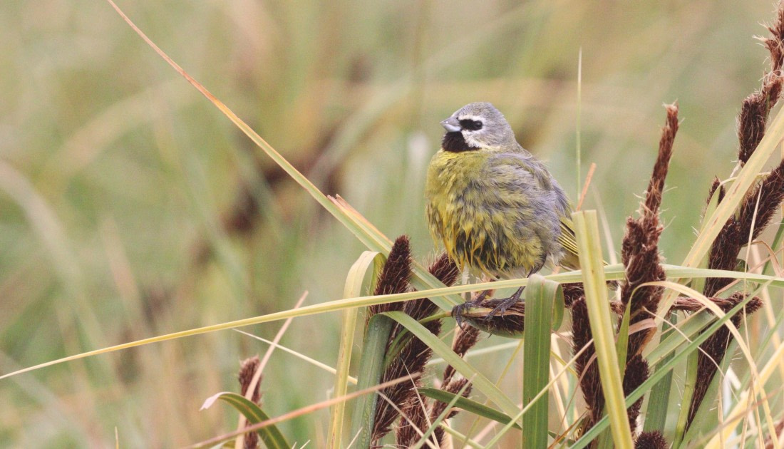 HDS28-26, Day 3, IMG_9986.JPG © Unknown photographer - Oceanwide Expeditions.JPG