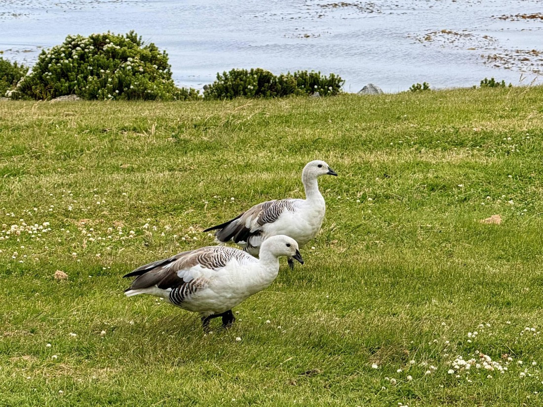 HDS28-26, Day 4, IMG_2179_Hana_(4).jpg © Hana Spickova - Oceanwide Expeditions.jpg