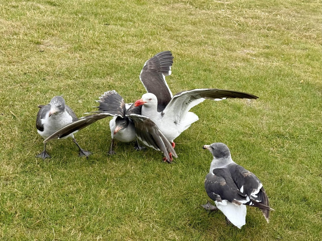 HDS28-26, Day 4, IMG_2179_Hana_(13).jpg © Hana Spickova - Oceanwide Expeditions.jpg