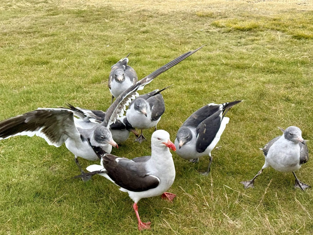 HDS28-26, Day 4, IMG_2179_Hana_(14).jpg © Hana Spickova - Oceanwide Expeditions.jpg