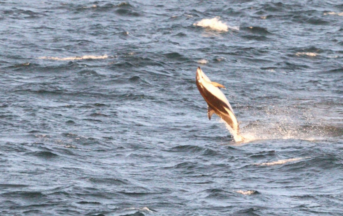 HDS28-26, Day 1, IMG_9863.JPG © Unknown photographer - Oceanwide Expeditions.JPG