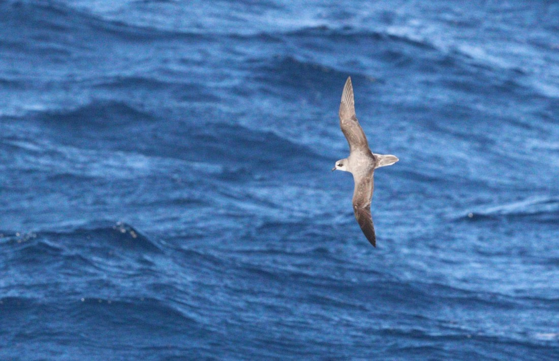 HDS28-26, Day 6, IMG_0485.JPG © Unknown photographer - Oceanwide Expeditions.JPG