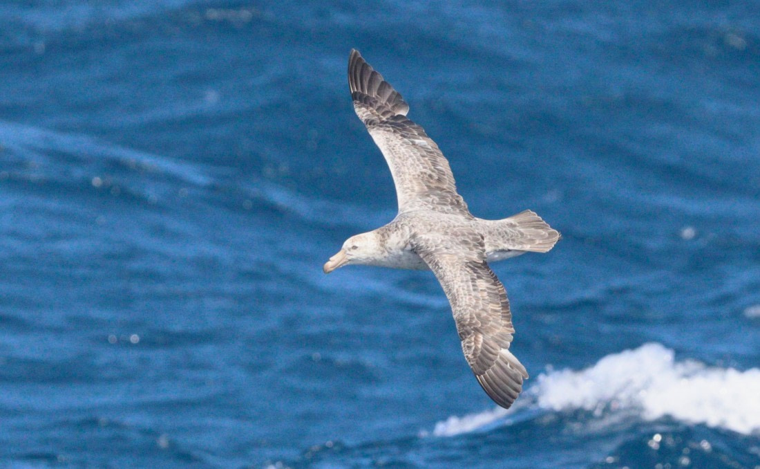 HDS28-26, Day 6, IMG_0560.JPG © Unknown photographer - Oceanwide Expeditions.JPG