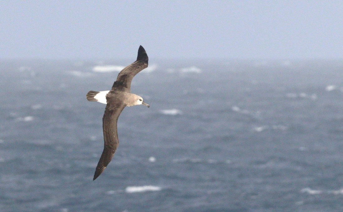 HDS28-26, Day 6, IMG_0610.JPG © Unknown photographer - Oceanwide Expeditions.JPG