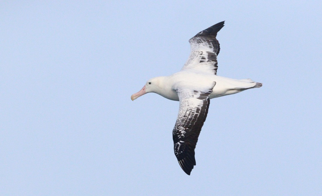 HDS28-26, Day 6, IMG_0667.JPG © Unknown photographer - Oceanwide Expeditions.JPG