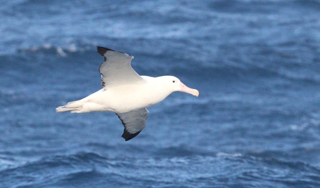 HDS28-26, Day 6, IMG_0682.JPG © Unknown photographer - Oceanwide Expeditions.JPG