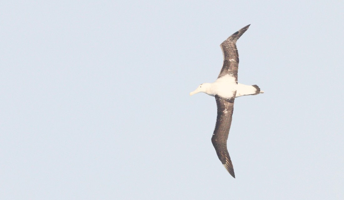 HDS28-26, Day 6, IMG_0727.JPG © Unknown photographer - Oceanwide Expeditions.JPG