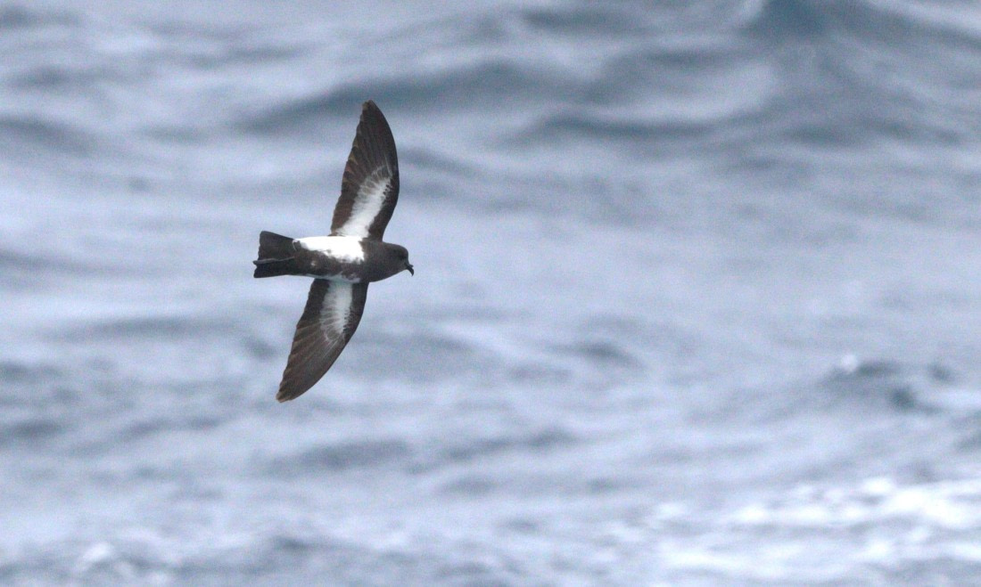 HDS28-26, Day 6, IMG_0735.JPG © Unknown photographer - Oceanwide Expeditions.JPG