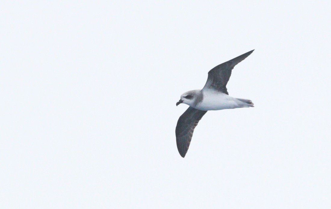 HDS28-26, Day 6, IMG_0757.JPG © Unknown photographer - Oceanwide Expeditions.JPG