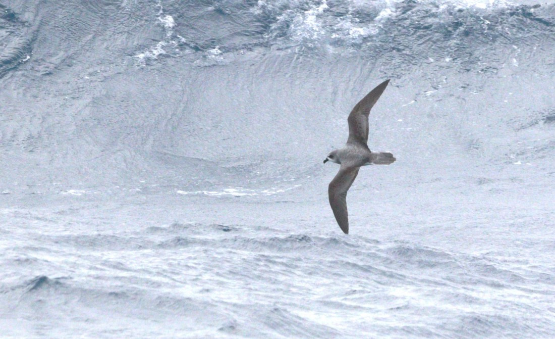 HDS28-26, Day 6, IMG_0760.JPG © Unknown photographer - Oceanwide Expeditions.JPG