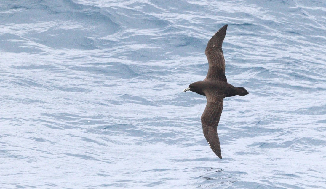 HDS28-26, Day 6, IMG_0860.JPG © Unknown photographer - Oceanwide Expeditions.JPG