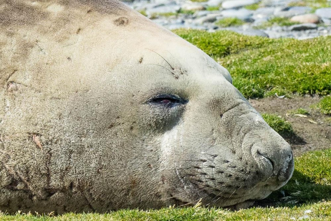 HDS28-26, Day 7, _DSC9555 Hana (1).jpg © Hana Spickova - Oceanwide Expeditions.jpg
